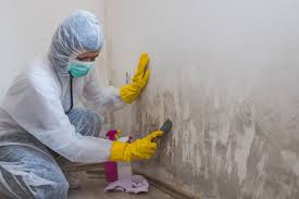  Charleston, MO Mold Prevention & Removal Pros